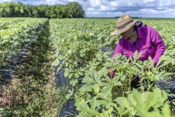 Reuters: фермерські групи в США хочуть, щоб їх працівників не депортували