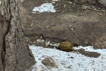 На вулиці в Києві знайшли, ймовірно, гранату