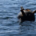 Чорне та Азовське моря вільні від військових кораблів рф — ВМС ЗСУ