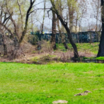Яким має бути парк «Прирічна»? Київзеленбуд і активісти проводять опитування