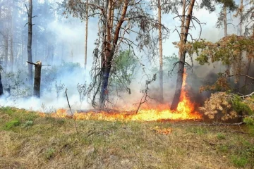 У лісах на Харківщині спалахнули пожежі через обстріли. Місцевих жителів евакуюють