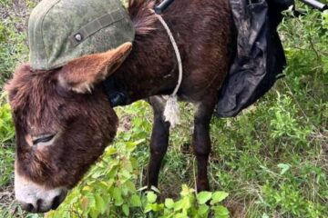 «Вводить противника у ступор» — Сили оборони розкрили характеристики ворожої «мобільної РЕБ-станції Осел-Плюс»