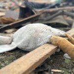 На Житомирщині унаслідок російських обстрілів загинули три дитини, 12 людей постраждали