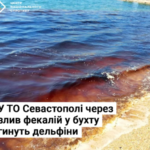 Нацспротив: у тимчасово окупованому Севастополі через злив фекалій у бухту гинуть дельфіни