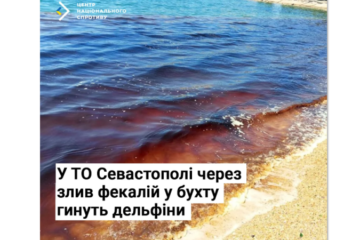 Нацспротив: у тимчасово окупованому Севастополі через злив фекалій у бухту гинуть дельфіни