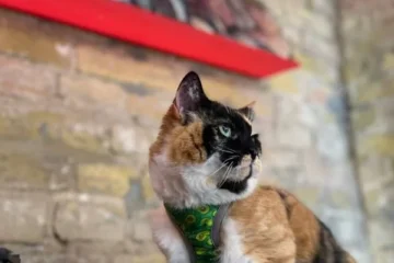 Пивний бар «Пивальня» на Саксаганського