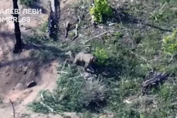 Виповзали навкарачки: українські дрони розбомбили укриття ворожих штурмовиків, що готували атаку