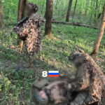 «Помітили — обійшли — знищили»: українські спецпризначенці влаштували засідку на штурмову групу росіян у ворожому тилу