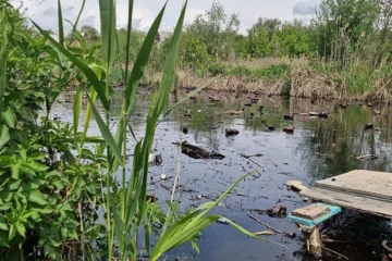 У річку в Запоріжжі злили темну речовину. Ймовірно, це мазут