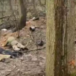 Забігли до бліндажа та вийшли з піднятими руками — бійці ССО узяли полонених у російському тилу