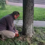 Каштанам у парку «Перемога» роблять інʼєкції від мінуючої молі