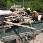 На Закарпатті викрили схему перевезення чоловіків у Румунію під виглядом худоби