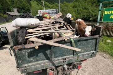 На Закарпатті викрили схему перевезення чоловіків у Румунію під виглядом худоби