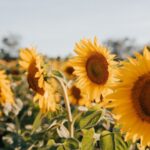 ЄС визнав еквівалентність насіння з України та Молдови для виходу на європейський ринок