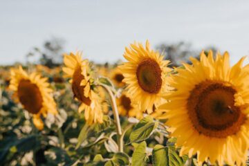 ЄС визнав еквівалентність насіння з України та Молдови для виходу на європейський ринок