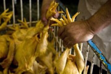 Бразилія оголосила про закінчення спалаху пташиного грипу і готується відновити експорт