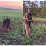 Розвідники єгерів врятували косулю, яка заплуталась у колючому дроті