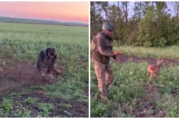 Розвідники єгерів врятували косулю, яка заплуталась у колючому дроті