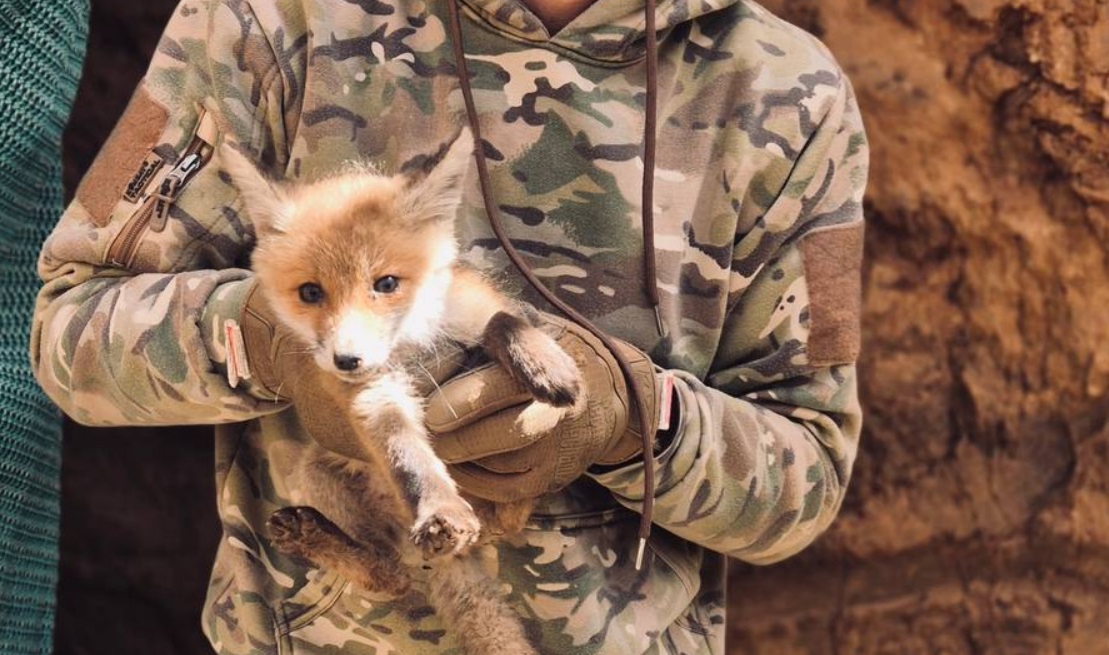 У «Хижаків» поповнення — патрульні приручили лисеня