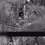 Влучання — прямо в ствол: на Лиманщині FPV-дрон знищив ворожу гармату в момент пострілу