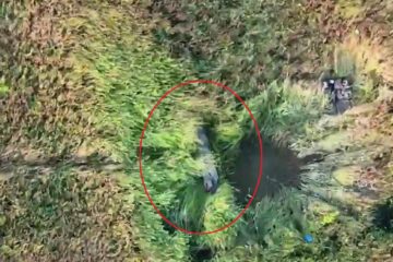Плазував у траві — окупант намагався врятуватися від «Птахів Мадяра», прикидаючись «хробаком»