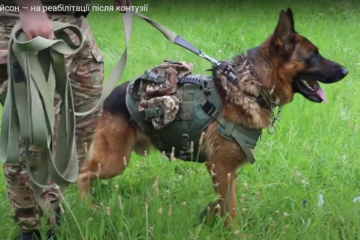 На реабілітації після контузії — бойвий шлях пса Тайсона
