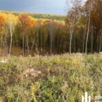 На Тернопільщині керівництво держлісгоспу підозрюють у незаконній порубці на понад 56 млн гривень