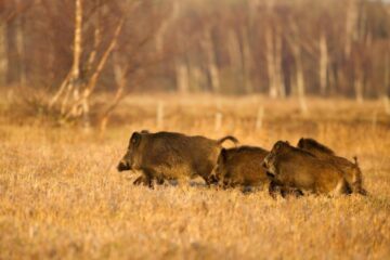 Естонія розглядає можливість виготовляти консерви для України з м’яса диких кабанів