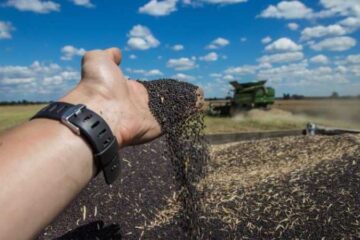 ​Сіра аграрна діра: як експорт сої та ріпаку перетворився на канал виведення валюти