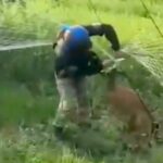 Українські воїни врятували оленя, яке заплуталося в антидроновій сітці