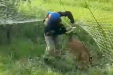 Українські воїни врятували оленя, яке заплуталося в антидроновій сітці