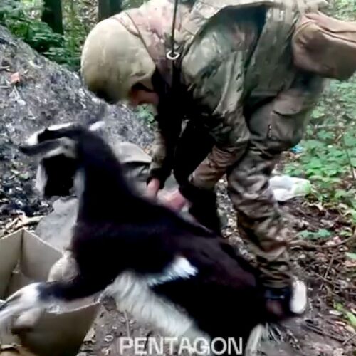 «Маленьке, а вже б’ється з кабанами» — бійці ЗСУ знайшли у покинутому бліндажі несподіваного товариша