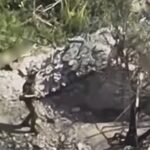 Операція «Дроноцид» — наші бійці викрили 90 позицій операторів БПЛА рф