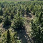 Мешканця Київщини підозрюють у зберіганні боєприпасів та вирощуванні коноплі
