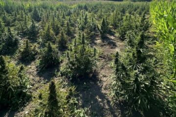 Мешканця Київщини підозрюють у зберіганні боєприпасів та вирощуванні коноплі