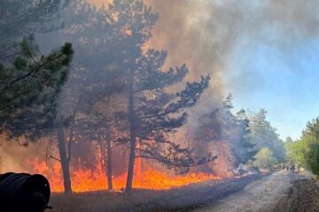 На Миколаївщині горіли 48 гектарів лісу