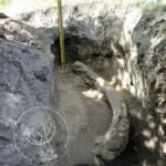На Полтавщині випадково знайшли бивень мамонта