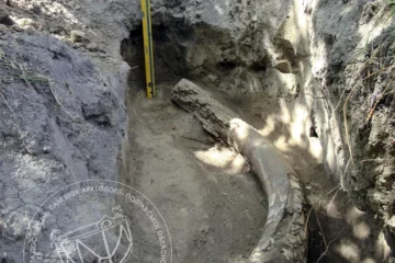 На Полтавщині випадково знайшли бивень мамонта