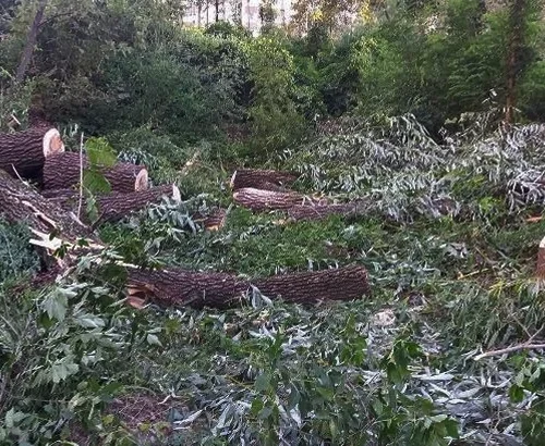 На Совських ставках вирубали 46 дерев