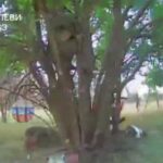 Мавпяча тактика — росіяни залазять на дерева, щоб сховатися від дронів