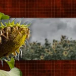 29 серпня: день, коли соняхи схилили голови