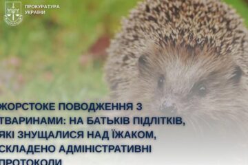 ​У Білій Церкві поліція склала адмінпротоколи на батьків підлітків, які знущалися над їжаком