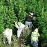 У 23 областях України відбувся другий етап спецоперації проти «чорного» ринку наркотиків «Джентльмени»