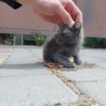 Вбивство безпритульного кота біля «Фори» в Ірпені: волонтери збираються на пікет, щоб справу не зам’яли