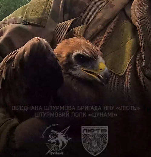 «Навіть під гуркіт артилерії не гасне людяність»: боєць «Люті» врятував пташку, збиту вибухом