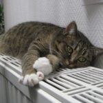 У Держенергонагляді заявили, що наразі до опалення підключили понад 62% споживачів