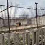 У Хмельницькому з приватного центру реабілітації диких тварин втекли дві левиці. Одну зловили, іншу шукають