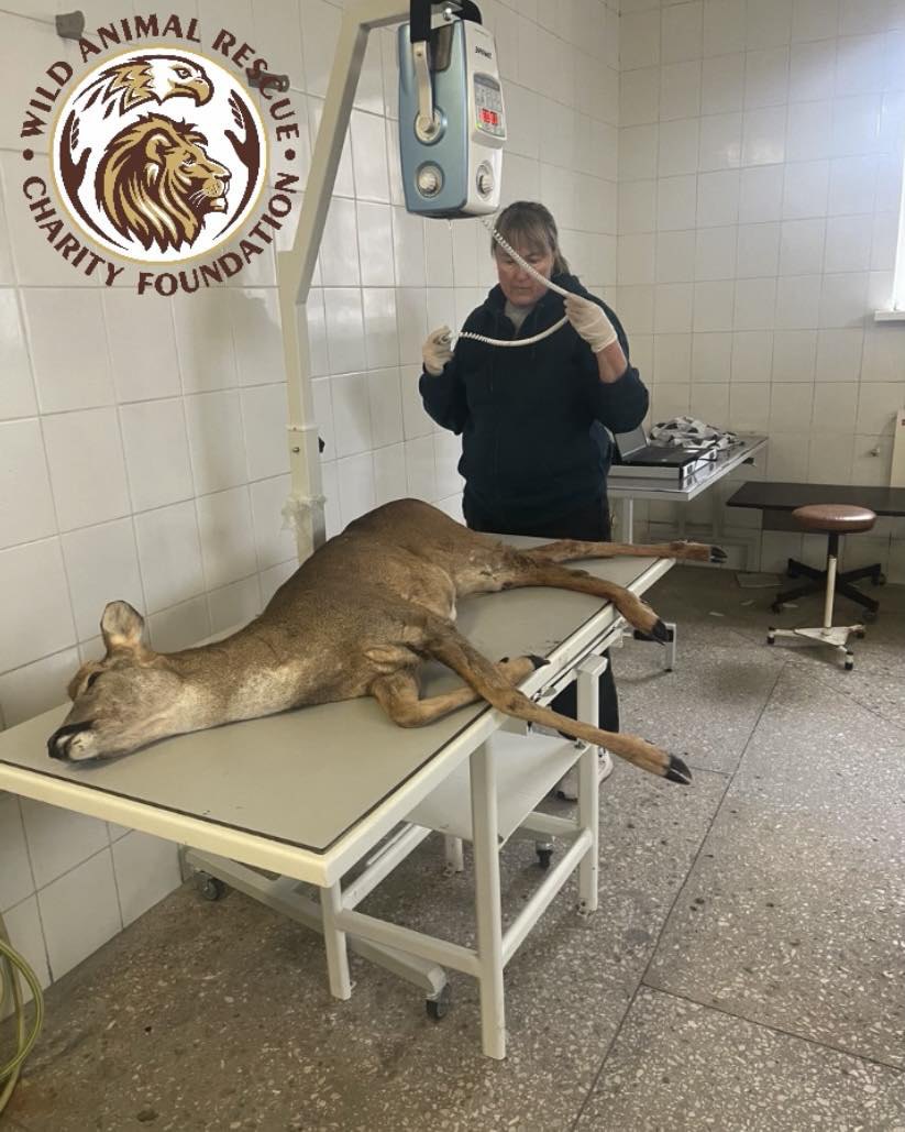 Ветеринар центру готує до операції козулю, яка постраждала в ДТП на Броварщині. 