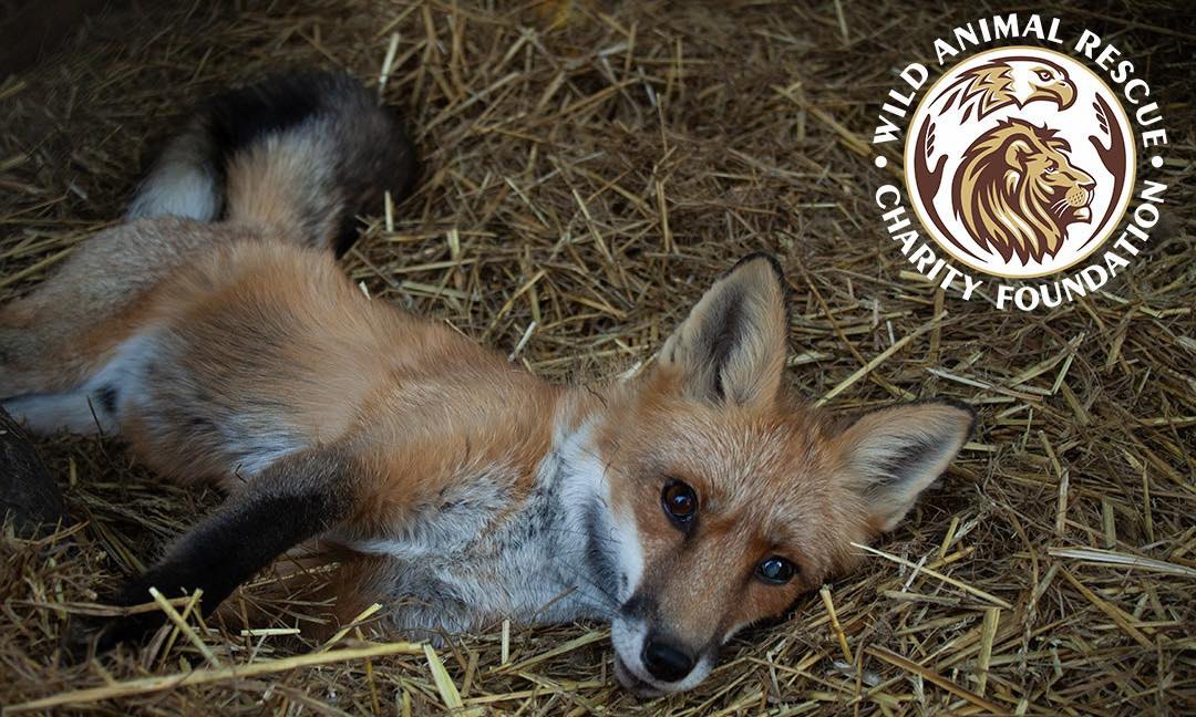 лис на лікуванні Wild Animals Rescue Center