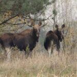 Лисиці, лосі й кабани. Чому дикі тварини йдуть до столиці і що з цим робити?